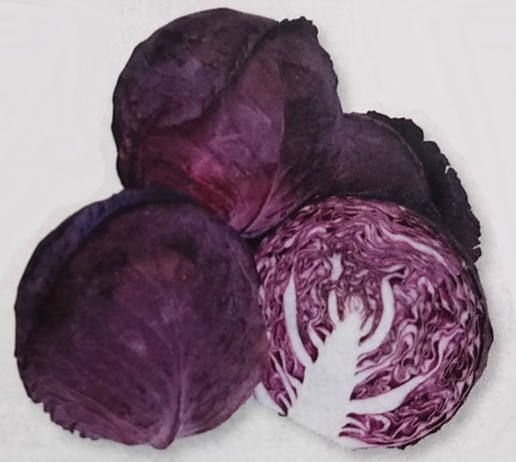 赤キャベツ種　ネオルビーSP　(2000粒)<br>[栽培用 種子 きゃべつ 甘藍 生産者向け タキイ]