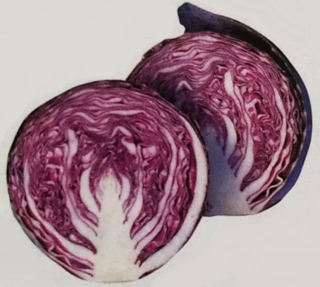 赤キャベツ種　ルビーボールSP　(2000粒)<br>[栽培用 種子 きゃべつ 甘藍 タキイ]