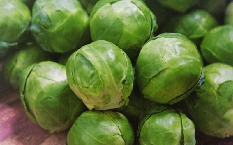 メキャベツ種　早生子持　(20ml)<br>[栽培用 種子 きゃべつ 甘藍 芽キャベツ 生産者向け タキイ]