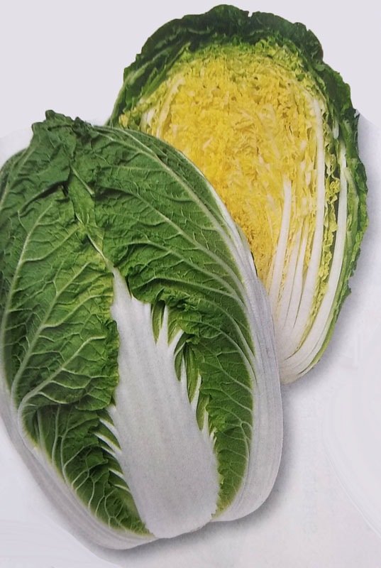 ハクサイ種 【 勝春 】 DF小袋 （栽培用 種子 白菜 はくさい タキイ）