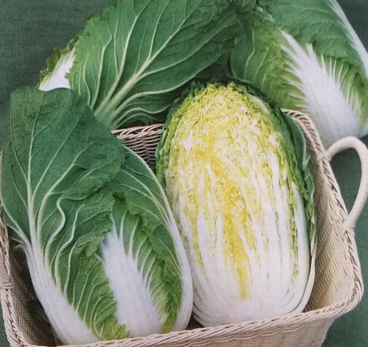 ハクサイ種 【 きらぼし65SP 】 ペレット種子 （1缶5000粒 （栽培用 種子 白菜 はくさい 生産者向け タキイ）