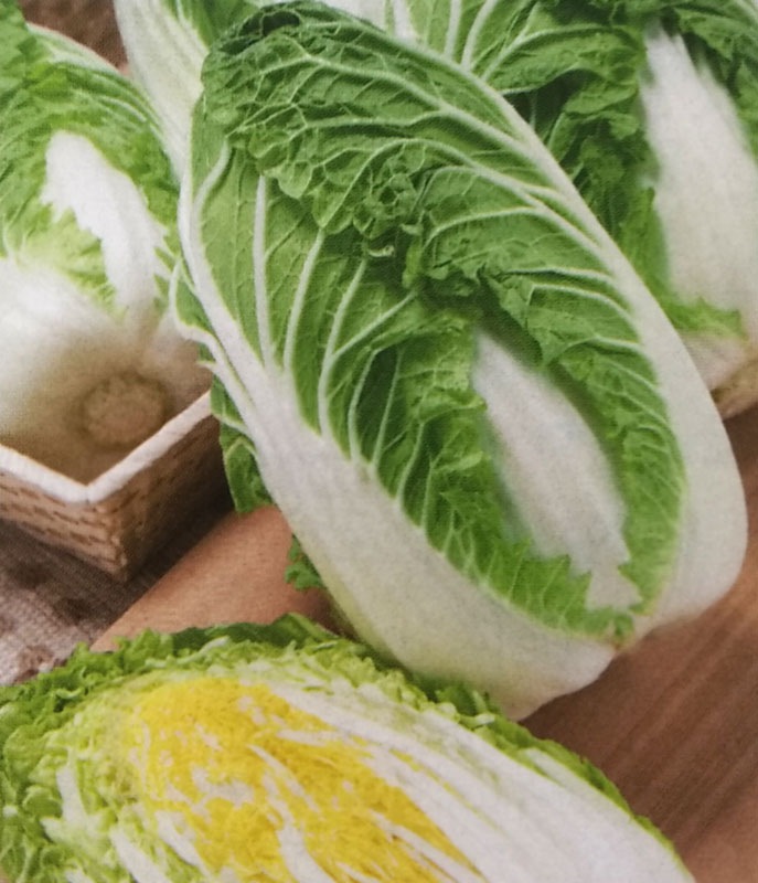 ハクサイ種 【 CRお黄にいり 】 ペレット種子 5000粒 （栽培用 種子 白菜 はくさい 生産者向け タキイ）