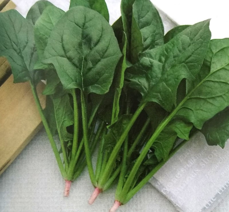 ホウレンソウ種 【 吉兵衛 】 エボプライム種子 L30000粒 （栽培用 種子 ほうれんそう ほうれん草 法蓮草 生産者向け タキイ）