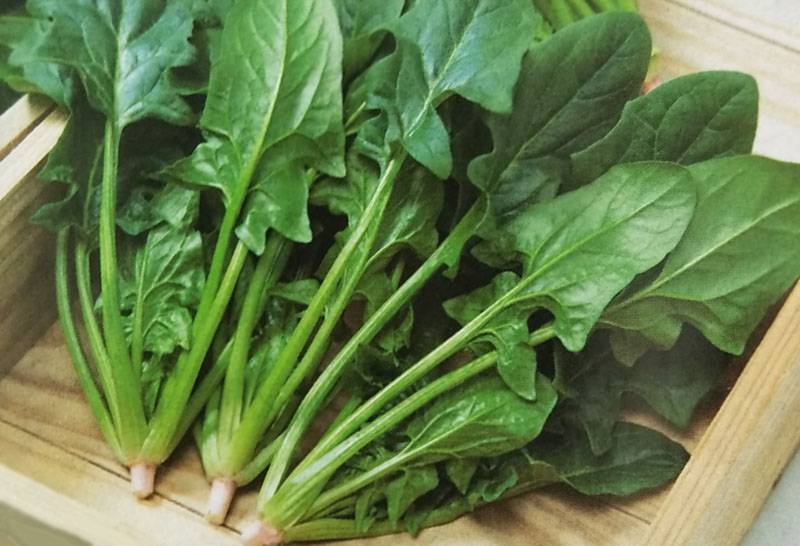 ホウレンソウ種 【 冬ごのみ 】 1L （栽培用 種子 ほうれんそう ほうれん草 法蓮草 生産者向け タキイ）