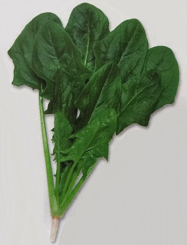 ホウレンソウ種　弁天丸　(27ml)<br>[栽培用 種子 ほうれんそう ほうれん草 法蓮草 タキイ]