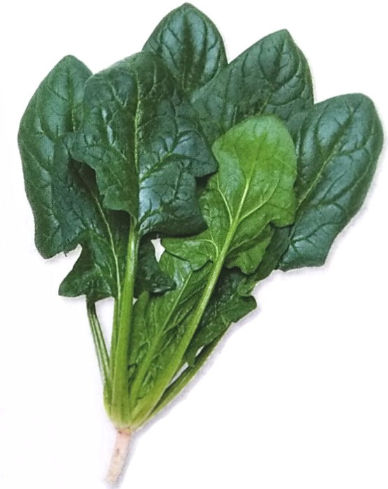 ホウレンソウ種 【 牛若丸 】 M3万粒 （栽培用 種子 ほうれんそう ほうれん草 法蓮草 生産者向け タキイ）