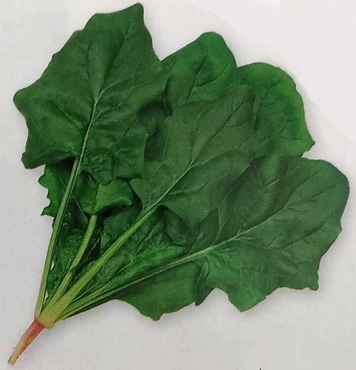 ホウレンソウ種 【 トライ 】 1L （栽培用 種子 ほうれんそう ほうれん草 法蓮草 生産者向け タキイ）