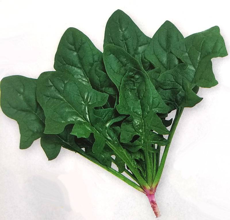 ホウレンソウ種 【 おかめ 】 1L （栽培用 種子 ほうれんそう ほうれん草 法蓮草 生産者向け タキイ）