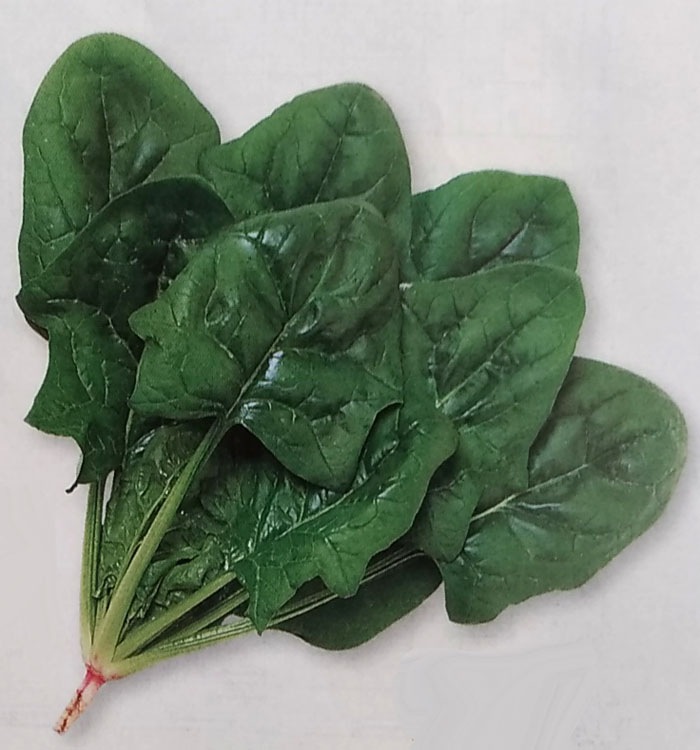 ホウレンソウ種 【 オーライ 】 1L （栽培用 種子 ほうれんそう ほうれん草 法蓮草 生産者向け タキイ）