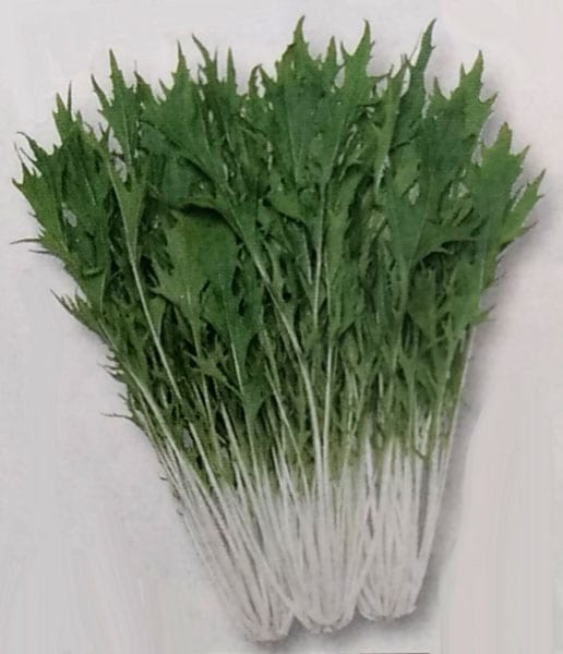 ミズナ種 【 京みぞれ 】 20ml （栽培用 種子 みずな 水菜 タキイ）