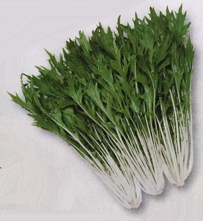 ミズナ種 【 京かなで 】 GF小袋 （栽培用 種子 みずな 水菜 タキイ）