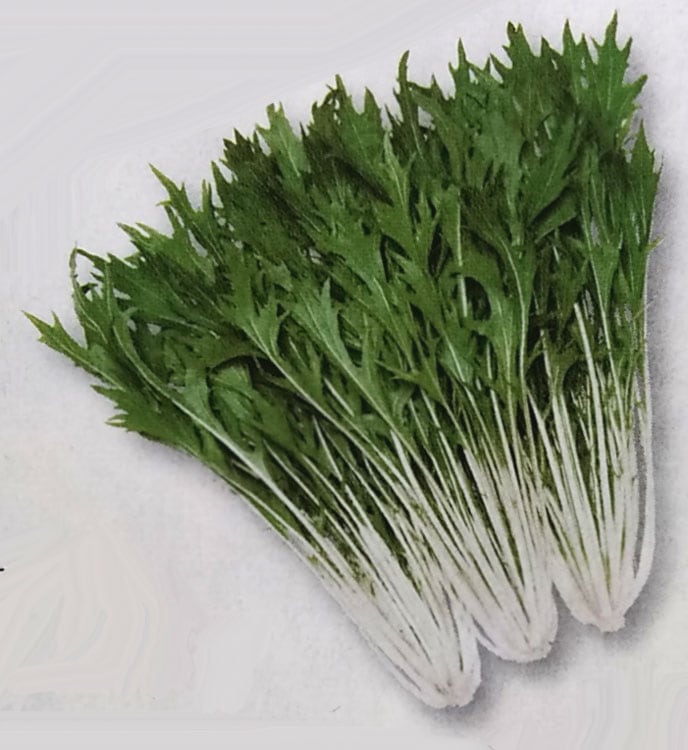 ミズナ種　京かなで　(20ml)<br>[栽培用 種子 みずな 水菜 タキイ]