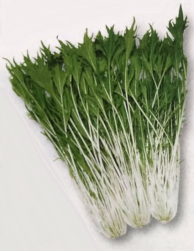 ミズナ種 【 京しぐれ 】 GF小袋 （栽培用 種子 みずな 水菜 タキイ）