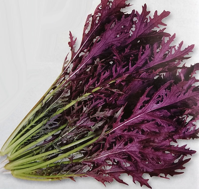 カラシナ種　コーラルリーフ プルーム　(2dL)<br>[栽培用 種子 からし菜 マスタード 生産者向け タキイ][農林水産省登録品種 品種名：TTK456]