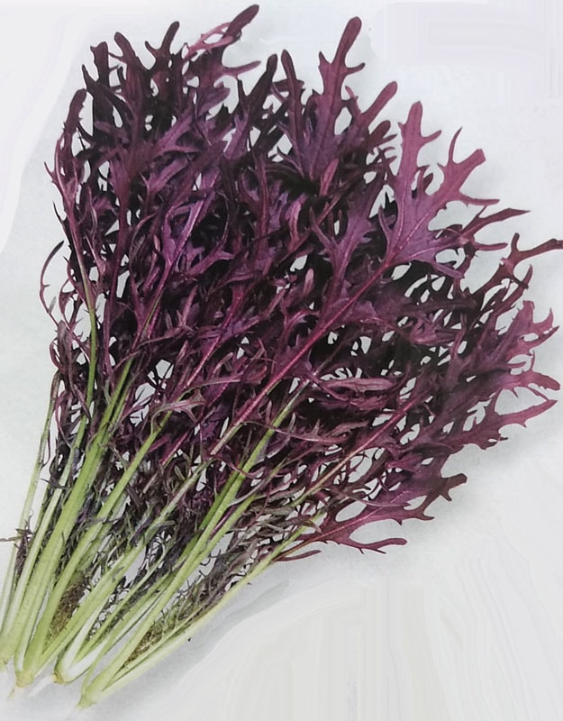 カラシナ種　コーラルリーフ フェザー　(2dL)<br>[栽培用 種子 からし菜 マスタード 生産者向け タキイ][農林水産省登録品種 品種名：TTK457]