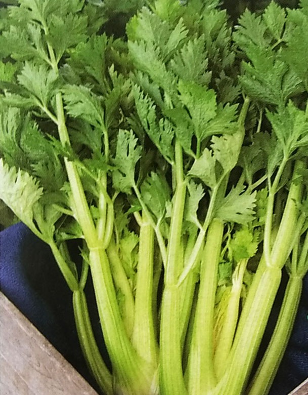 セルリー種 【 新コーネル619号 】 GF小袋 （栽培用 種子 セロリ セルリ タキイ）