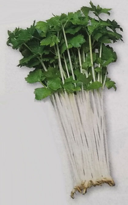 ※新種2025年秋頃入荷予定<br>ミニセルリー種　ミニホワイト　(1.5ml)<br>[栽培用 種子 ミニセロリ ミニセルリ タキイ][品種名：ミニホワイト]