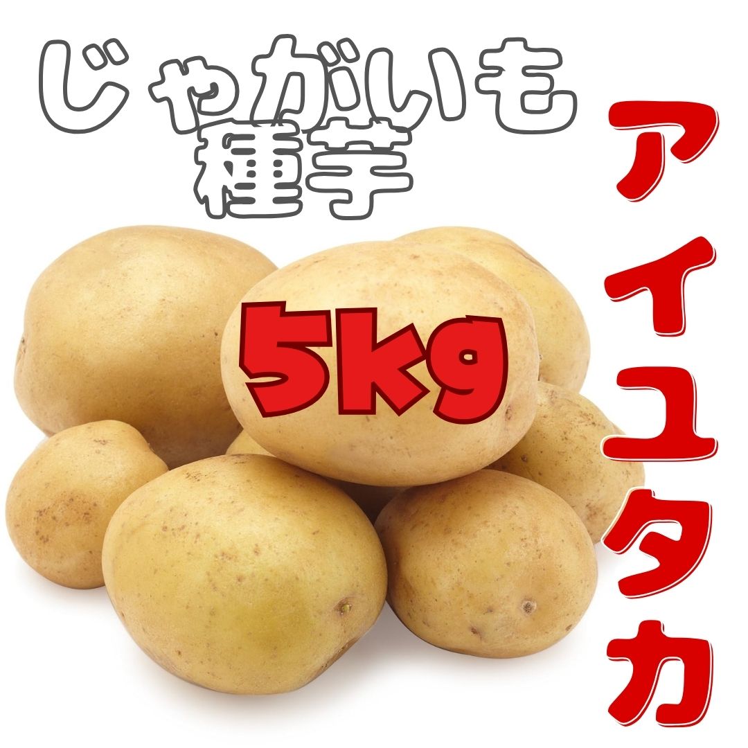※7月下旬～8月入荷後発送<br>じゃがいも種芋　西海29号(アイユタカ) 5kg  サイズ 混合[秋じゃが 馬鈴薯 ばれいしょ 栽培用][農林水産省登録品種 品種名：アイユタカ 海外持出禁止(公示(農林水産省HP)参照) ]