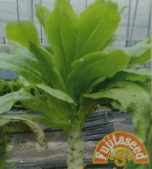 茎レタス種 【 アスパラガスレタス 】 小袋 （栽培用 種子 ステムレタス セルタス 家庭菜園向け 藤田）