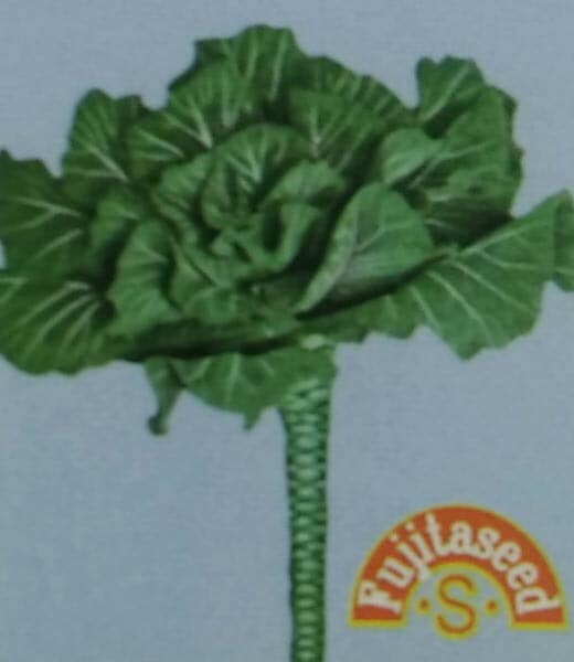 ケール種 【 ポルトガルケール 】 小袋 （栽培用 種子 健康野菜 家庭菜園向け 藤田）