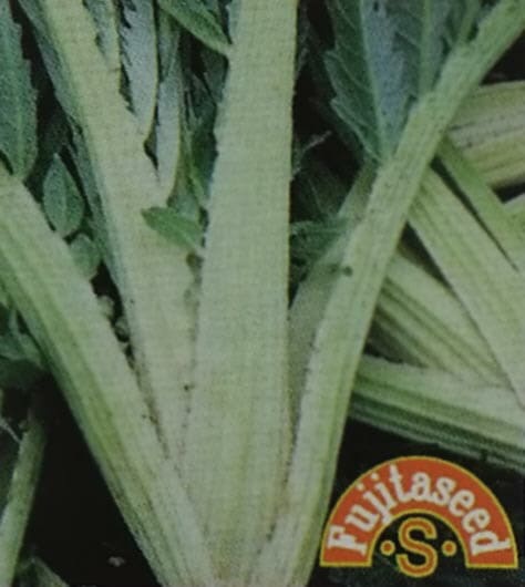 野菜種 【 カルドン 】 小袋 （栽培用 種子 健康野菜 家庭菜園向け 藤田）