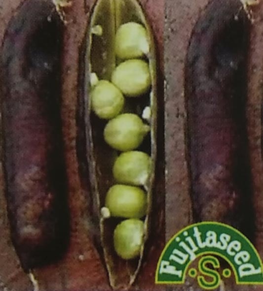 エンドウマメ種 ツタンカーメン豌豆 20ml　[栽培用 種子 エンドウ種 えんどうまめ 藤田]