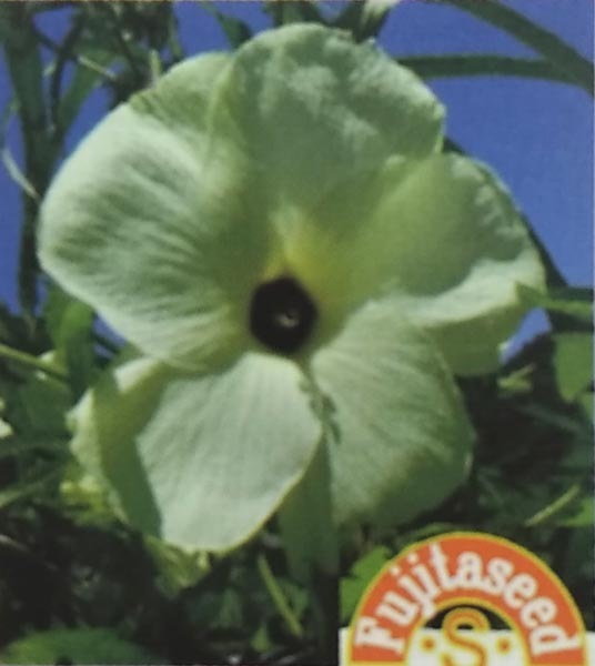 野菜種　花オクラ 1ml　[栽培用 種子 藤田]