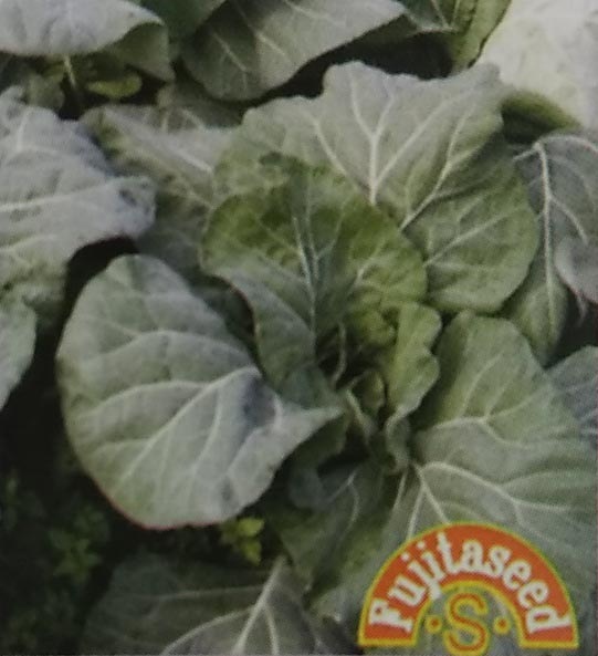 ケール種 【 コラーヅ 】 小袋 （栽培用 種子 健康野菜 藤田）