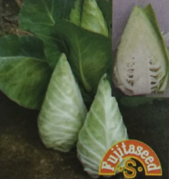 キャベツ種 【 F1 アローヘッドキャベツ 】 小袋 （栽培用 種子 キャベツ 藤田）