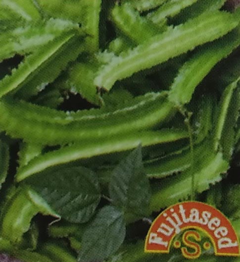 インゲン種　アスパラガスいんげん（早生琉球四角豆） 5ml　[栽培用 種子 インゲン 藤田]