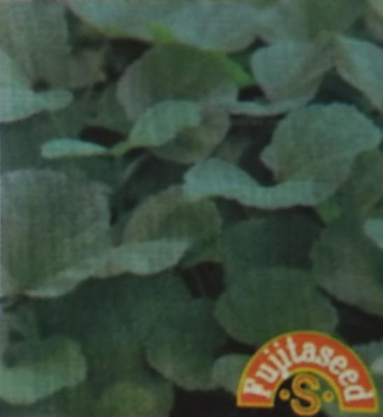 野菜種　岡のり 1ml　[栽培用 種子 藤田]