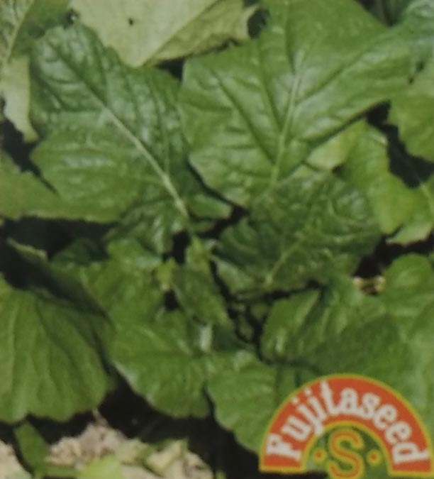 野菜種 【 センツァテスタ 】 小袋 （栽培用 種子 健康野菜 藤田）