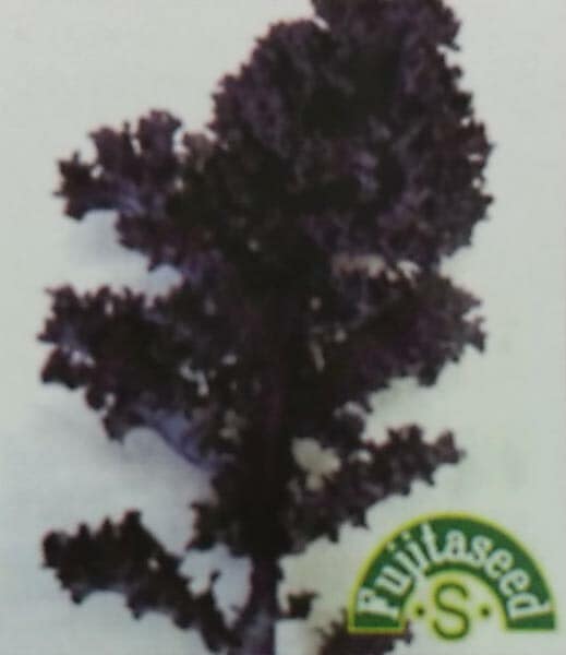 ケール種 【 F1 イタリアンケール レッド 】 小袋 （栽培用 種子 健康野菜 藤田）