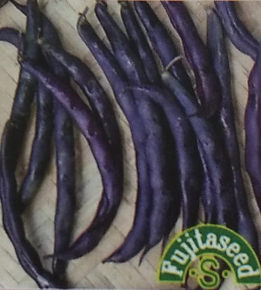 インゲン種 紫いんげん2 10ml　[栽培用 種子 いんげん 隠元 藤田]