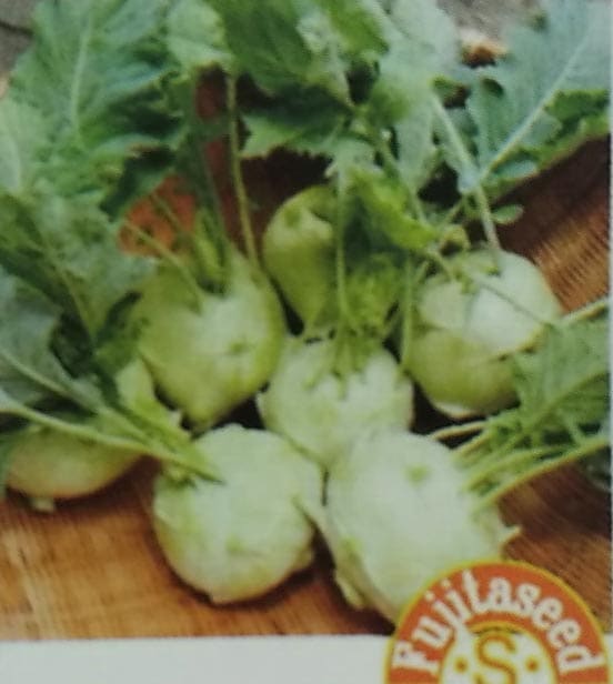 キャベツ種 【 コールラビ白2 】 小袋 （栽培用 種子 キャベツ 藤田）