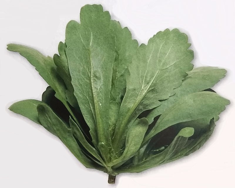 シュンギク種 【 菊之助 】 GF小袋 （栽培用 種子 しゅんぎく 春菊 タキイ）