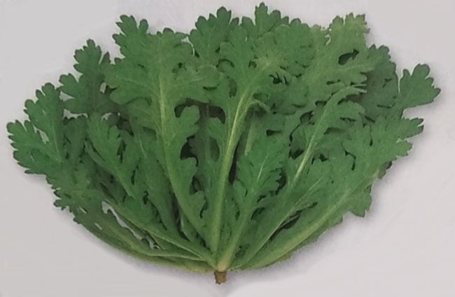 シュンギク種 【 菊次郎 】 1L （栽培用 種子 しゅんぎく 春菊 生産者向け タキイ）