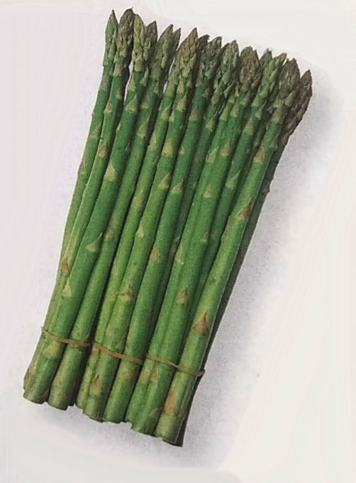 アスパラガス種　シャワー　1.2ml　[栽培用 種子 タキイ]