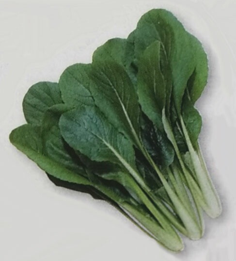 ツケナ種 【 べんり菜 】 20ml （栽培用 種子 つけな 漬け菜 タキイ）（品種名：べんり菜）