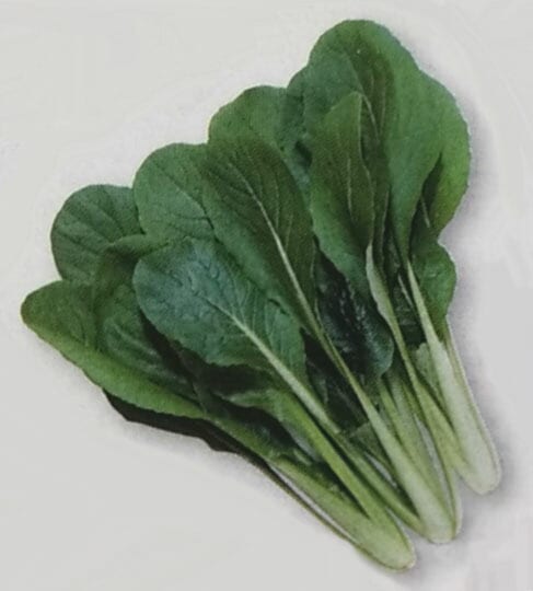 ツケナ種 【 べんり菜 】 2dL （栽培用 種子 つけな 漬け菜 生産者向け タキイ）（品種名：べんり菜）