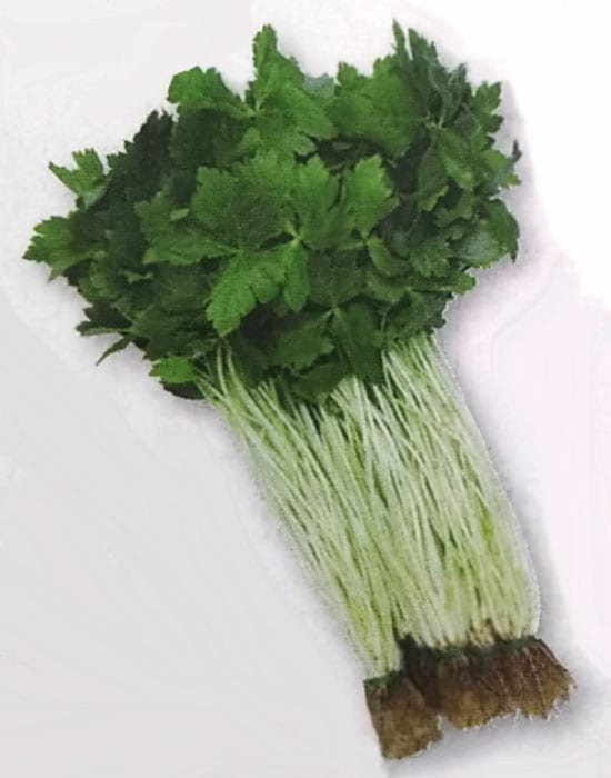 ミツバ種　白茎三ツ葉(関西系) （1dL）　[栽培用 種子 みつば ミツバ 三つ葉 生産者向け タキイ]