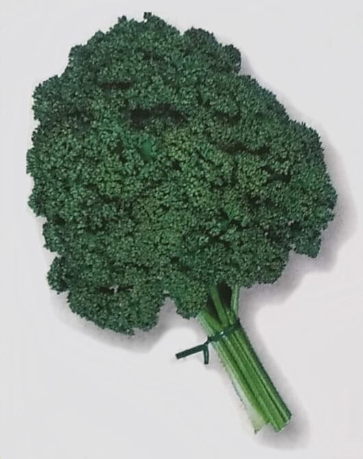 パセリ種 【 カーリ・パラマウント 】 20ml （栽培用 種子 香芹 生産者向け タキイ）（品種名：カーリ・パラマウント）