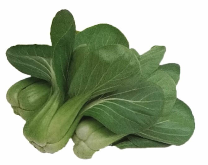 チンゲンサイ種 【 長陽 】 GF小袋 （栽培用 種子 ちんげんさい 青梗菜 中国野菜種 タキイ）