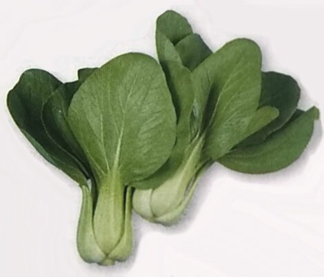 チンゲンサイ種 【 チンゲンサイ 】 MF小袋 （栽培用 種子 ちんげんさい 青梗菜 中国野菜種 タキイ）