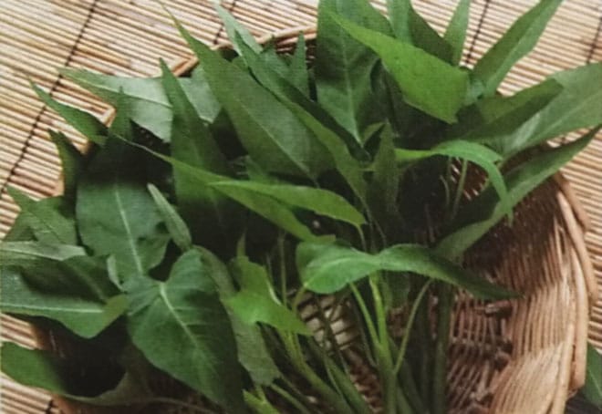 エンサイ種　タキイのエンサイ　(13ml)　[栽培用 種子 アサガオ菜 空心菜 中国野菜種 タキイ]