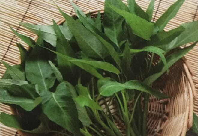 エンサイ種 【 エンサイ 】 1dL （栽培用 種子 アサガオ菜 空心菜 中国野菜種 生産者向け タキイ）