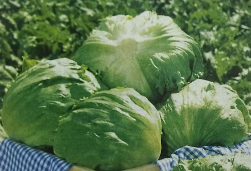 レタス種 スターレイ ペレット種子(5,000粒) [栽培用 種子 チシャ 苣