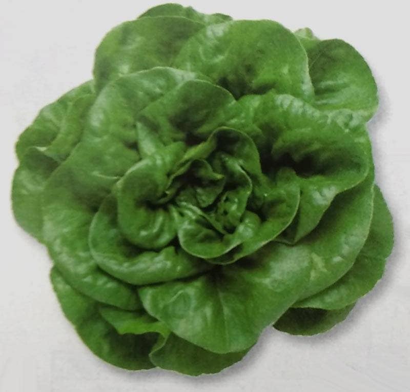 サラダ菜栽培 サラダ菜 – 商品別育て方情報【ニチノウのタネ】