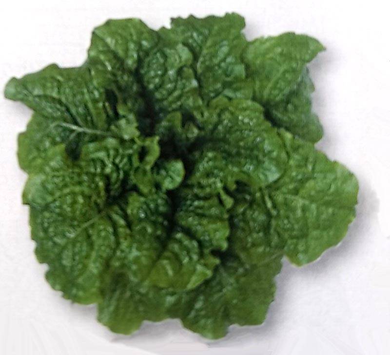 カキチシャ種 【 チマサンチュ（青葉種）】 GF小袋 （栽培用 種子 チシャ 苣 レタス タキイ）