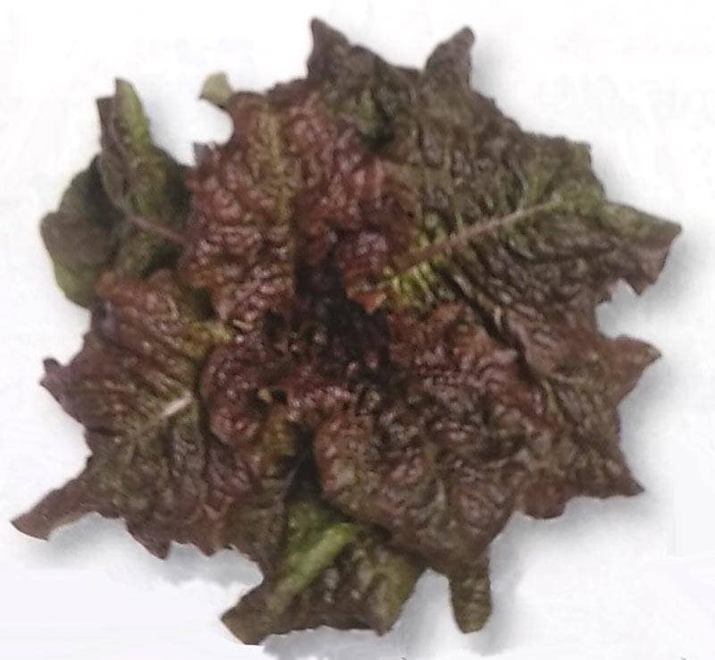 カキチシャ種 【 チマサンチュ（赤葉種）】 GF小袋 （栽培用 種子 チシャ 苣 レタス タキイ）